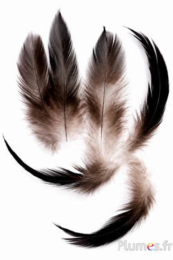 Fagiano argentato peluria - 7-11 cm - nero naturale